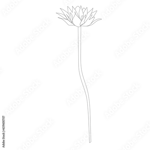 Line art wildflower in vector.
