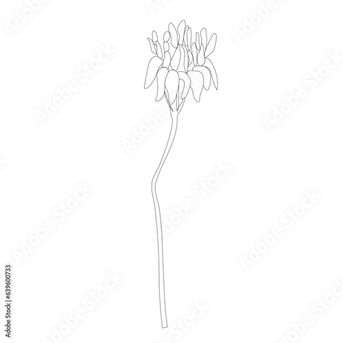 Wild rudbeckia flower in line art.