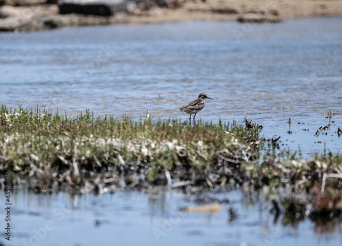 fifi shorebird on the lake looking for food in the natural environment in summer photo