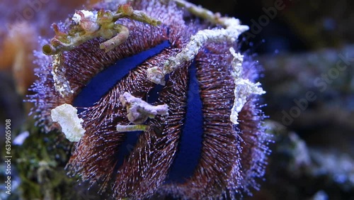 blue tuxedo urchin slow move tentacle, animal agglutinate debris in reef marine aquarium, popular pet for beginner aquarist in LED actinic blue light ecosystem, glass refraction, professional care photo