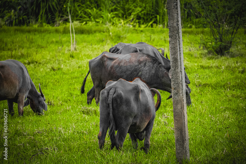 Indian domestic buffalos eating grass in a grassland, Kanchipuram, Tamilnadu, South India. Animals, mammals, herbivore scenario image photo