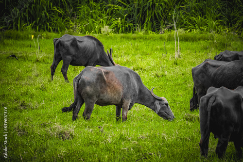 Indian domestic buffalos eating grass in a grassland, Kanchipuram, Tamilnadu, South India. Animals, mammals, herbivore scenario image © Snap Royce Photo Co.
