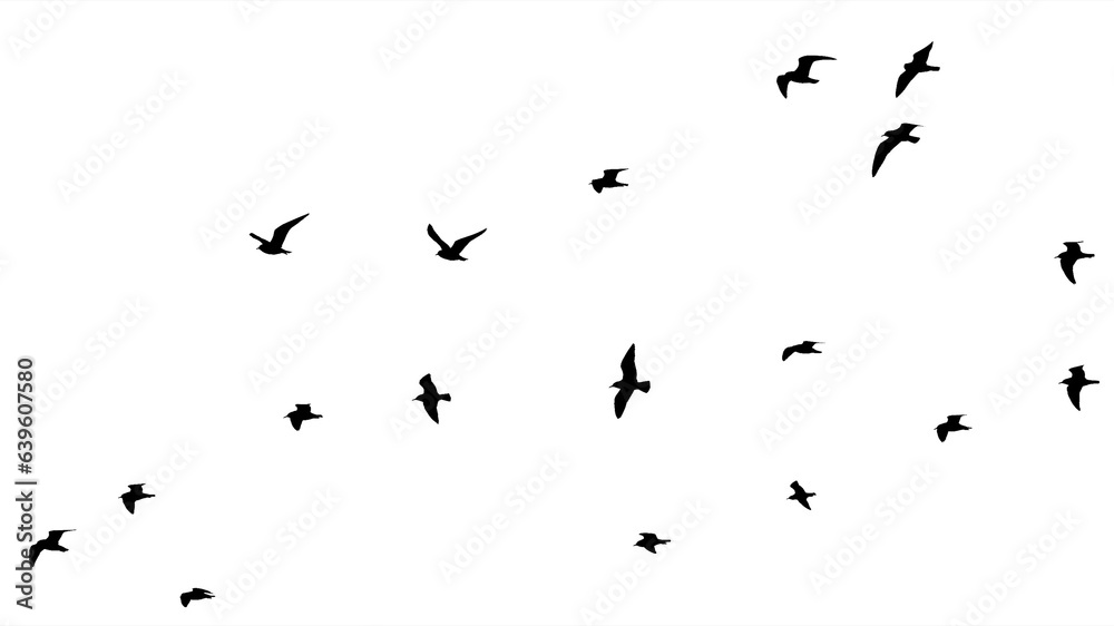 png flock of birds silhouette isolated on clear background	