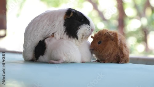 Newly born mother guinea pig. Breastfeeding her babies. She just gave birth; with her sweet and adorable puppies. The subject of love of animals and development in children. Guinea pig or guinea pig. 