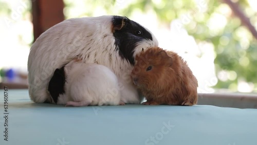 Newly born mother guinea pig. Breastfeeding her babies. She just gave birth; with her sweet and adorable puppies. The subject of love of animals and development in children. Guinea pig or guinea pig. 