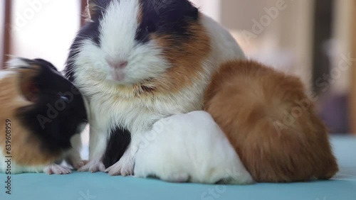 Adorable Newborn Guinea Pigs Just a Few Days Old Hiding Under Their Mother – Cute Baby Rodents in Cozy Moment
