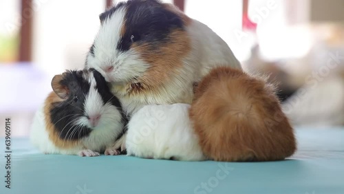Adorable Newborn Guinea Pigs Just a Few Days Old Hiding Under Their Mother – Cute Baby Rodents in Cozy Moment