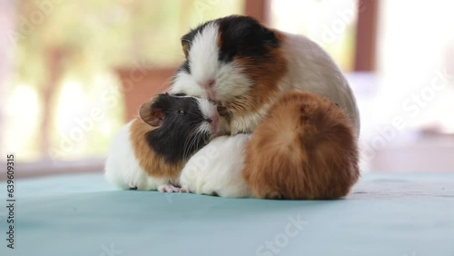 Adorable Newborn Guinea Pigs Just a Few Days Old Hiding Under Their Mother – Cute Baby Rodents in Cozy Moment