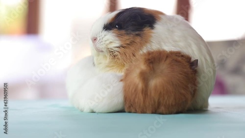 Adorable Newborn Guinea Pigs Just a Few Days Old Hiding Under Their Mother – Cute Baby Rodents in Cozy Moment