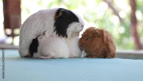 Adorable Newborn Guinea Pigs Just a Few Days Old Hiding Under Their Mother – Cute Baby Rodents in Cozy Moment