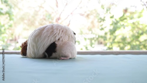 Adorable Newborn Guinea Pigs Just a Few Days Old Hiding Under Their Mother – Cute Baby Rodents in Cozy Moment