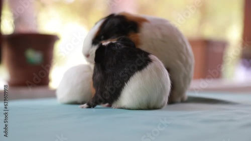 Newly born mother guinea pig. Breastfeeding her babies. She just gave birth; with her sweet and adorable puppies. The subject of love of animals and development in children. Guinea pig or guinea pig. 