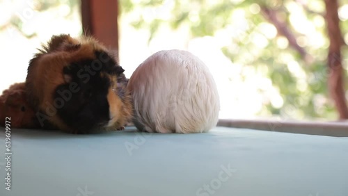 Adorable Newborn Guinea Pigs Just a Few Days Old Hiding Under Their Mother – Cute Baby Rodents in Cozy Moment