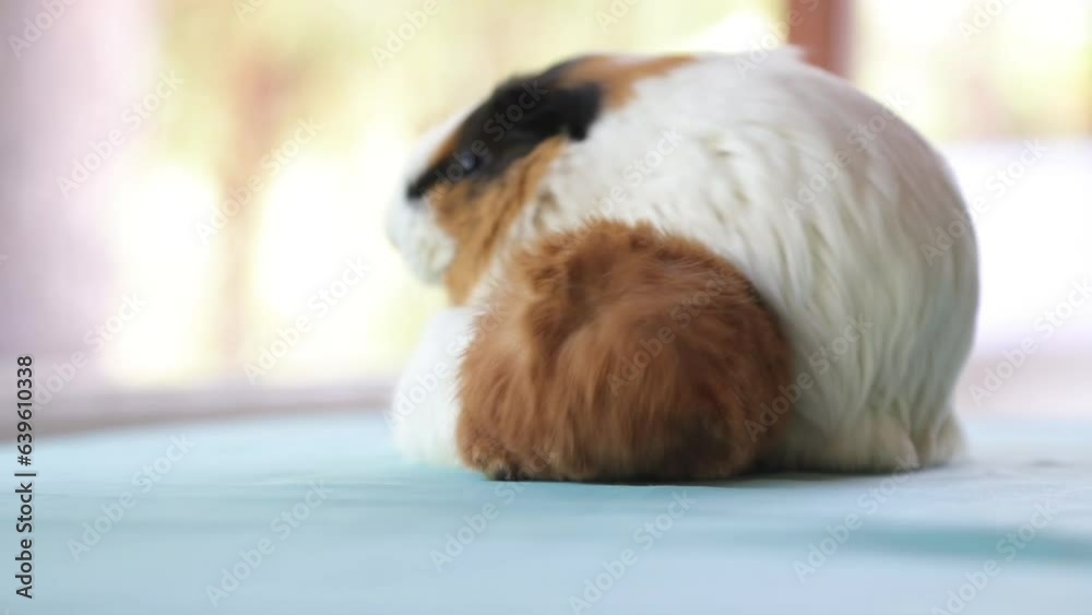 Image showcasing Newly born mother guinea pig. Breastfeeding her babies. She just gave ...