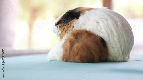 Newly born mother guinea pig. Breastfeeding her babies. She just gave birth; with her sweet and adorable puppies. The subject of love of animals and development in children. Guinea pig or guinea pig. 