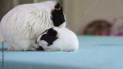 Newly born mother guinea pig. Breastfeeding her babies. She just gave birth; with her sweet and adorable puppies. The subject of love of animals and development in children. Guinea pig or guinea pig. 