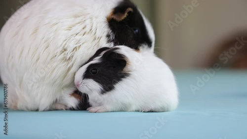 Newly born mother guinea pig. Breastfeeding her babies. She just gave birth; with her sweet and adorable puppies. The subject of love of animals and development in children. Guinea pig or guinea pig. 