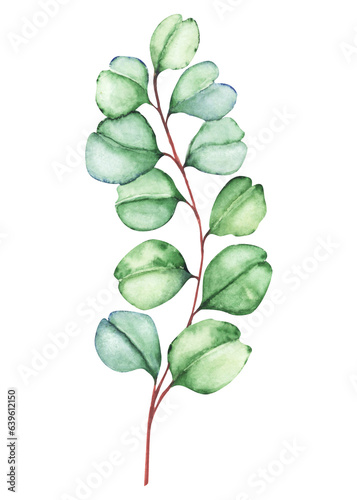 leaf eucalyptus isolated on white