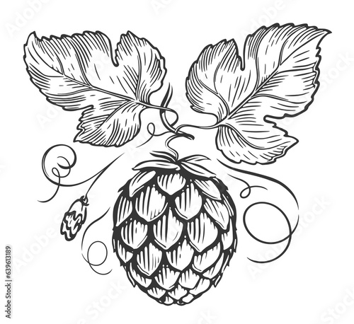 Hop plant, branch with leaves in engraving style. Illustration for packing, pattern, beer