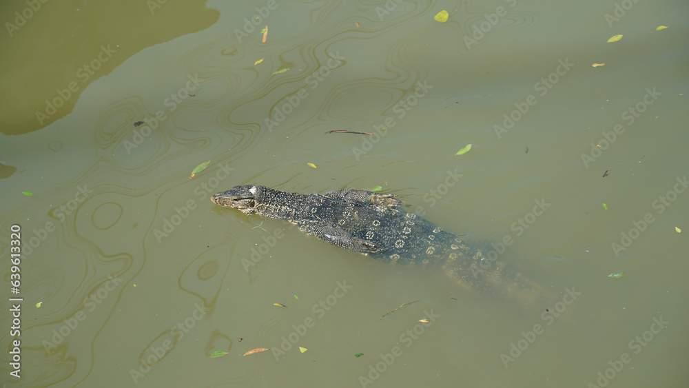 Monitor Lizard Swimming. Thailand Monitor Lizard Swimming. Thailand