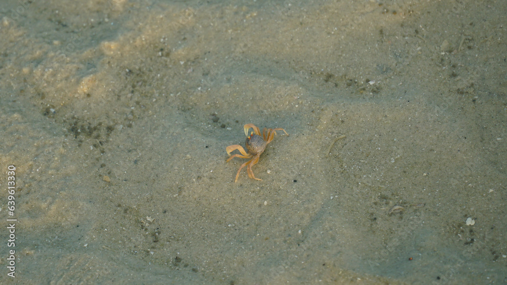 Close up small crab walking on the beach