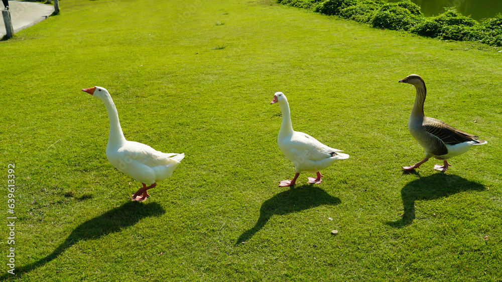 Obraz premium Geese walking in the field