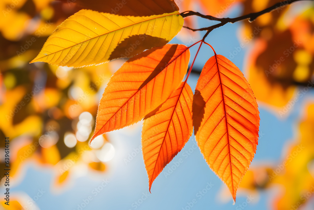 Sunny day golden automn light, falling leaves, and nature tones of autumn on blue sky background Sunny day golden automn light, falling leaves, and nature tones of autumn on blue sky background