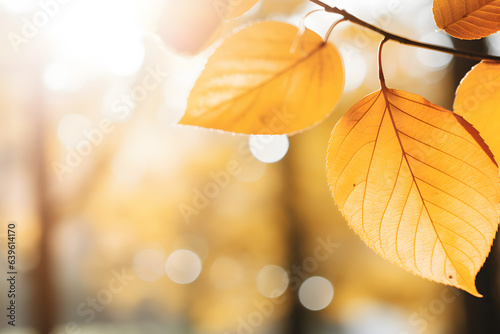 Sunny day golden automn light, falling leaves, and nature tones of autumn on blue sky background