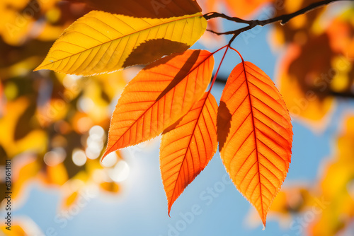 Sunny day golden automn light  falling leaves  and nature tones of autumn on blue sky background