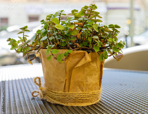 A green plant in a pot covered with brown paper against the backdrop of an urban landscape.