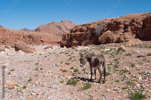 Einsamer Esel in einem Flussbett in roter Felslandschaft