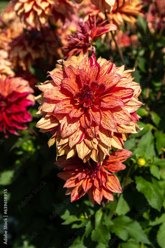The dahlia (name, babylon stripe ) in the dahlia garden Baden Baden near the lichtentaler alley. Baden Baden, Baden Wuerttemberg, Germany The dahlia (name, babylon stripe ) in the dahlia garden Baden Baden near the lichtentaler alley. Baden Baden, Baden Wuerttemberg, Germany