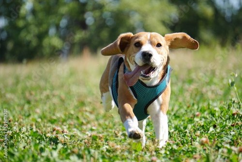 beagle dog in the grass