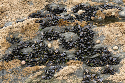 Rock covered in barnacles,mussels and limpets photo