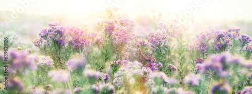 Flowering purple flower, beautiful nature in meadow, beautiful purple flowers in the meadow at sunset