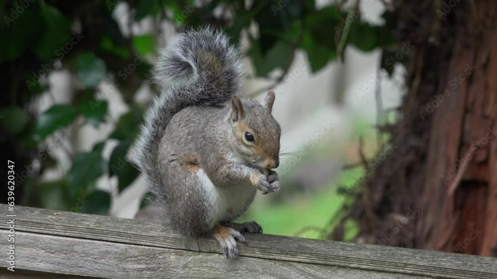 Eastern Grey Squirrel (Sciurus carolinensis) sitting on a garden fence and eating a peanut before shaking its tail madly and running off. August, Kent, UK Eastern Grey Squirrel (Sciurus carolinensis) sitting on a garden fence and eating a peanut before shaking its tail madly and running off. August, Kent, UK