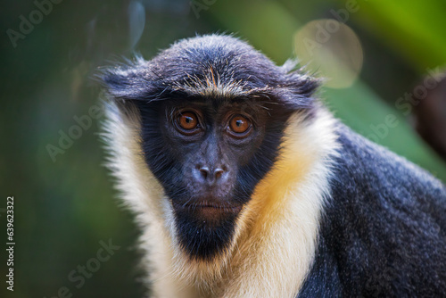 Portrait of male Diana monkey, Cercopithecus diana