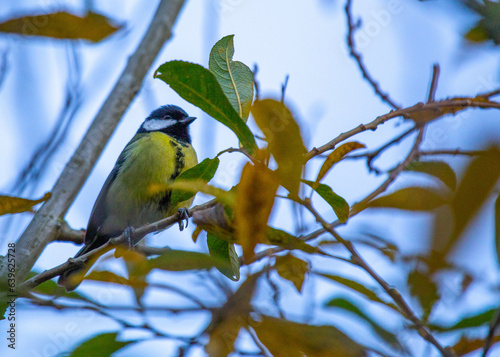 Great Tit (Parus major)