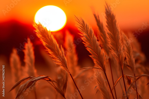 Sunrise over a grassy field.