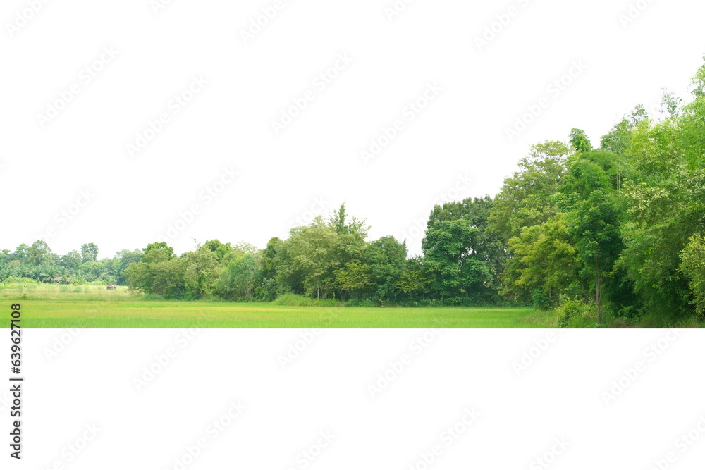 Obraz premium View of a High definition Treeline isolated on a white background.