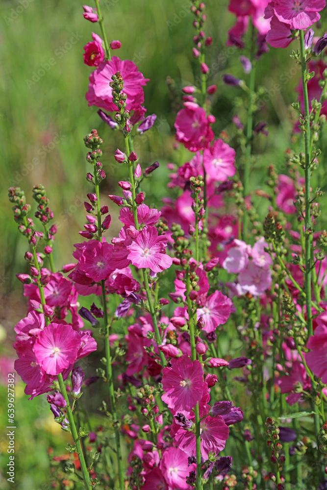 Fototapeta premium Bed of pink Prairie Mallow blooms, Derbyshire England 