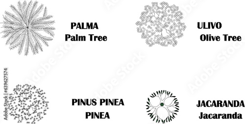 Sketch vector illustration of plant and tree type name design with size scale
