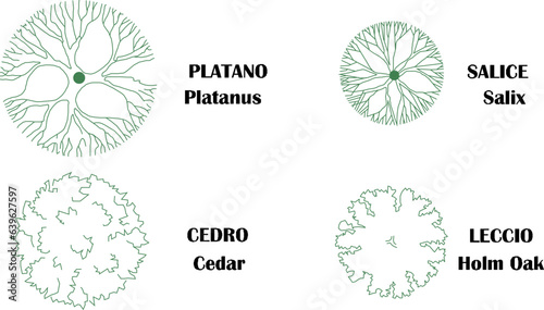 Sketch vector illustration of plant and tree type name design with size scale
