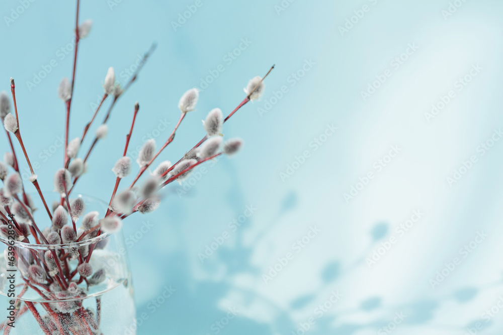 Composition in style of minimalism. Fresh willow branches in glass of water on light blue background with sunshine and beautiful shadows. Spring background with Free copy space for text