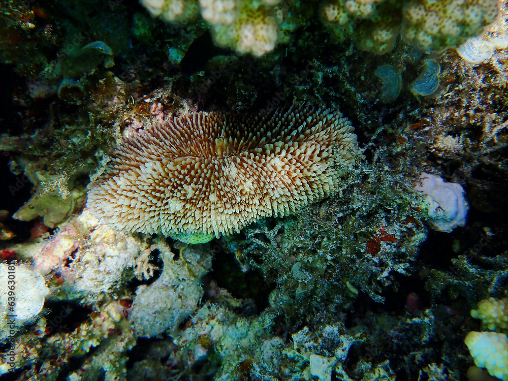 Ctenactis echinata is a free-living species of solitary disc coral in the family Fungiidae Ctenactis echinata is a free-living species of solitary disc coral in the family Fungiidae