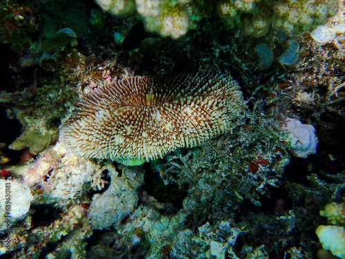 Ctenactis echinata is a free-living species of solitary disc coral in the family Fungiidae