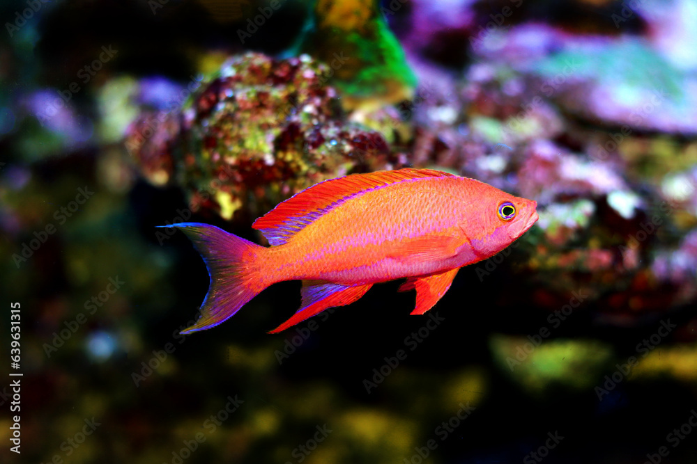 Obraz premium Male Randall's Anthias - (Pseudanthias randalli) 