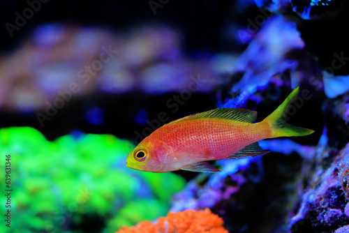 Female Randall's Anthias - (Pseudanthias randalli)  photo