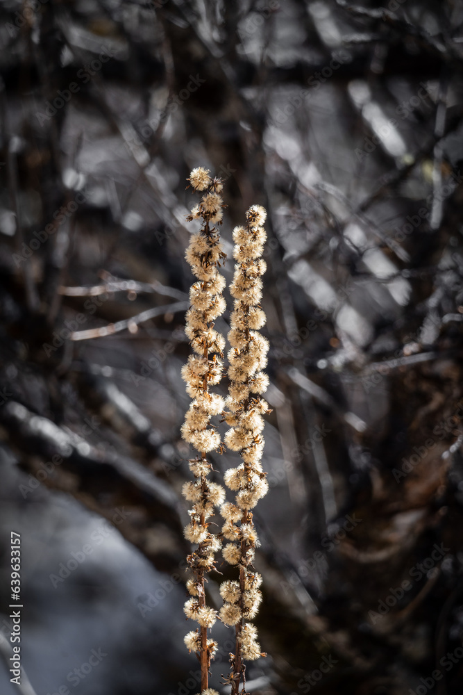 Naklejka premium plants in high latitude