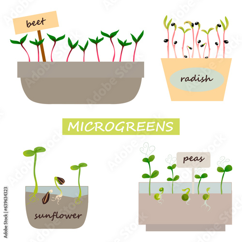 Green sprouts. Microgreen growing seed, beet, radish, sunflower and peas. Seedling with leaves and roots in pots. Isolated seedlings for planting in garden. Vector organic healthy food